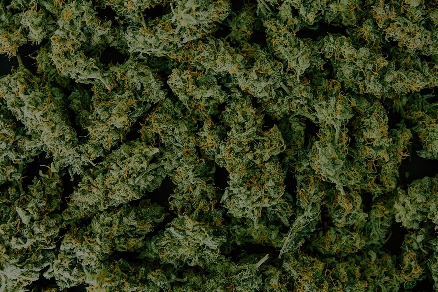 Top down view of cannabis flower buds. Buds are green with orange pistils.