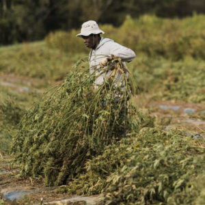 A man in a cannabis field lifting up large freshly harvested cannabis plants