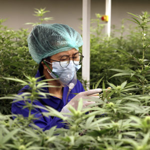 A woman with protective gear inside of a cannabis nursery, inspecting the plants.