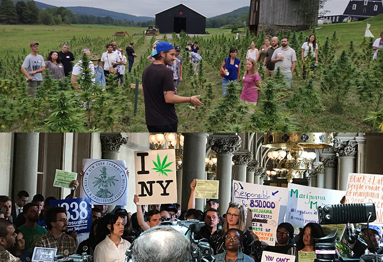 Group at a cannabis farm field over top of an image of protestors for cannabis rights