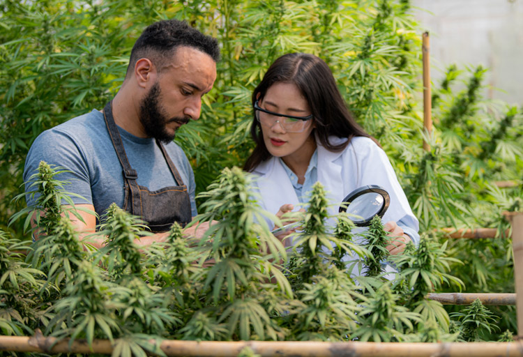 A man and a woman are in a cannabis greenhouse. The man has an apron on and is holding a tablet. The woman has a white labcoat, glasses and magnifying glass. Cannabis plants are in the foreground and background of the image.