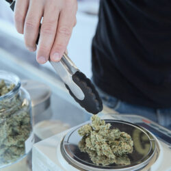 Detail,Of,Cannabis,Buds,On,Glass,Jar,Over,Dispensary,Counter Detail of cannabis buds on glass jar over dispensary counter - medical marijuana dispensary. Budtender Guiding . Cannabis Flowers.