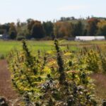 Legislature proposes spending millions to help legal cannabis industry